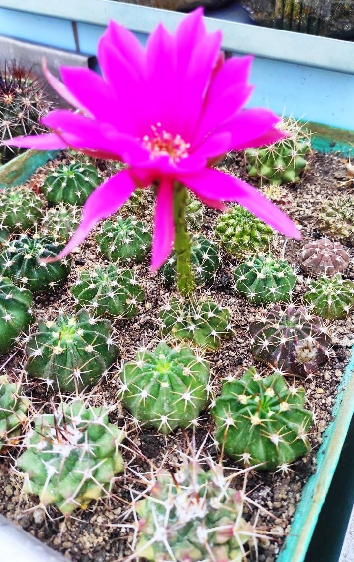 ECHINOPSIS HYBRID