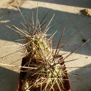 Echinocereus enneacanthus f.dubius SB676 Presidio County Tx