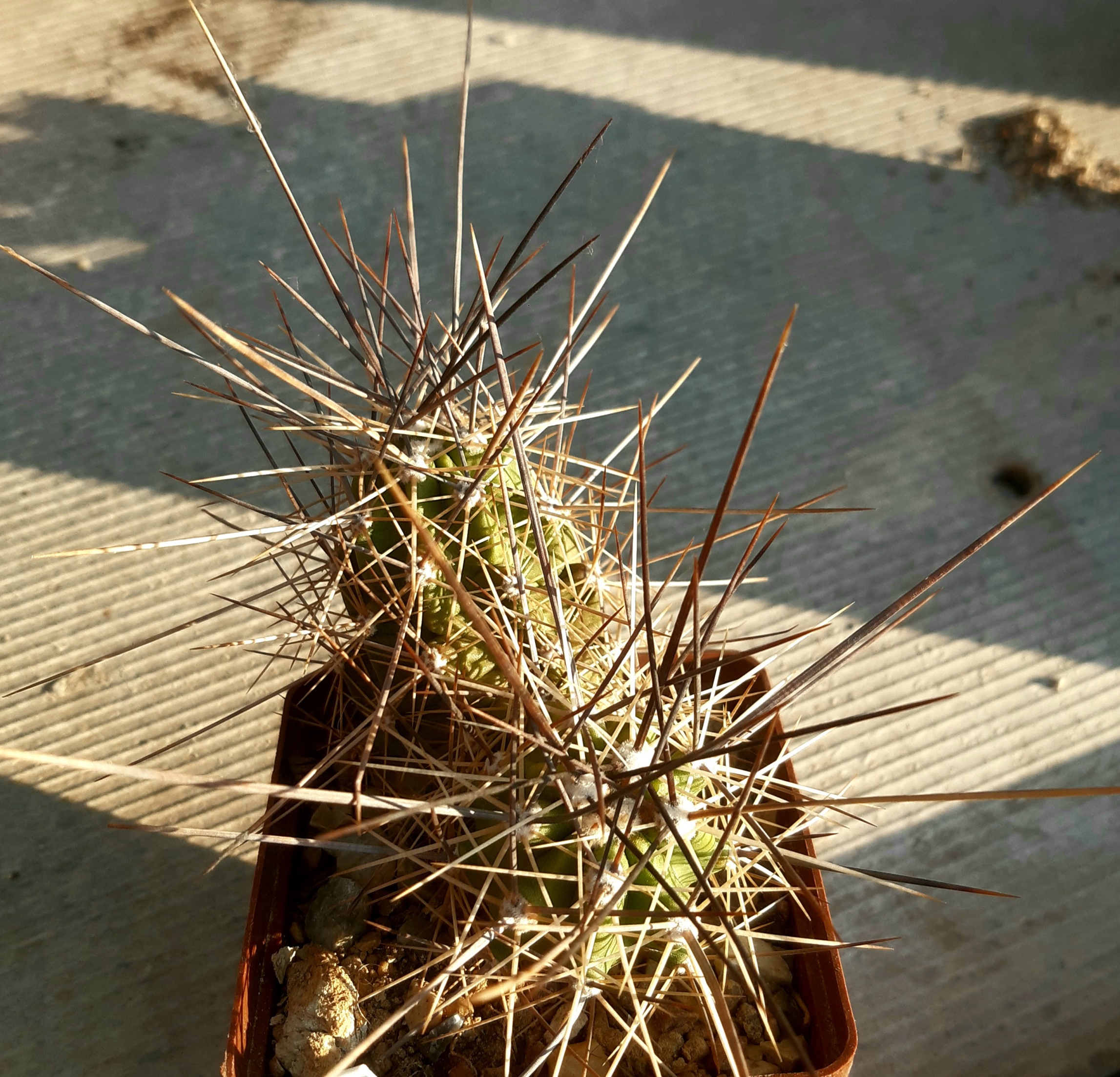 Echinocereus enneacanthus f.dubius SB676 Presidio County Tx
