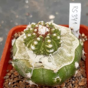 Aztekium ritteri RS341 Rayones, NL