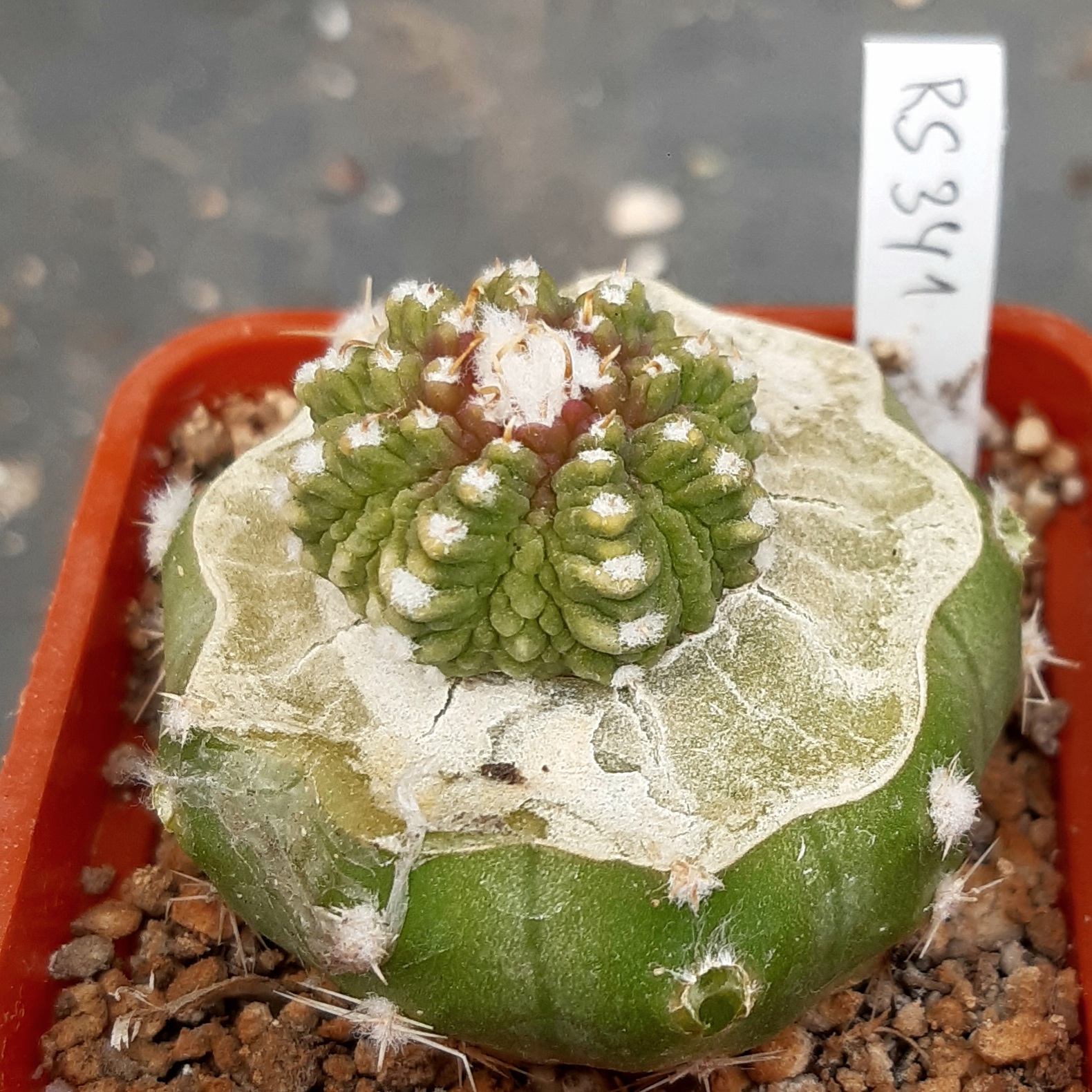 Aztekium ritteri RS341 Rayones, NL