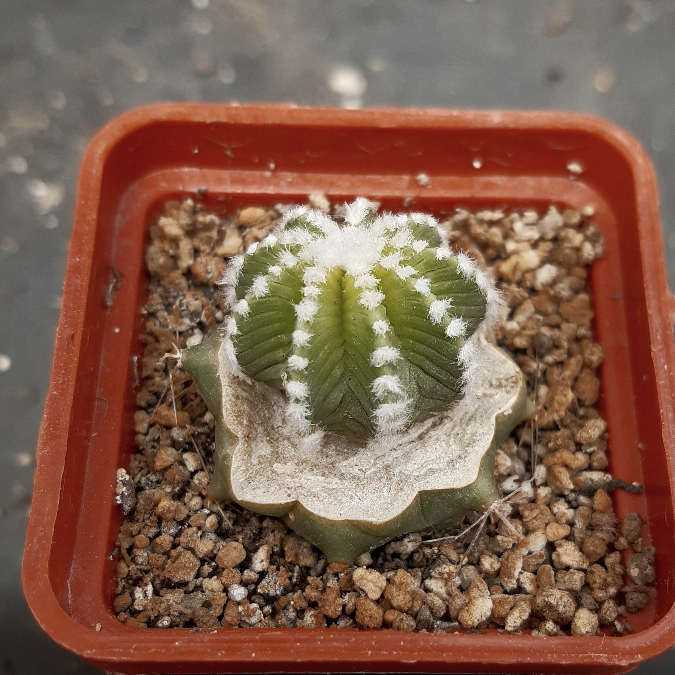 Aztekium hintonii LH442 Galeana, NL