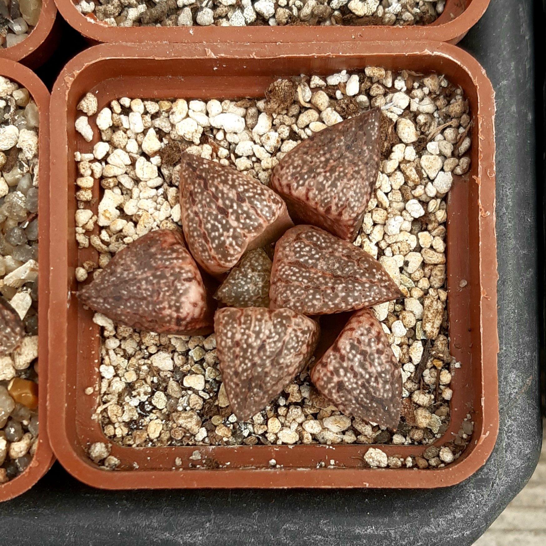 Haworthia picta Japan clone