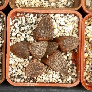 Haworthia picta Japan clone