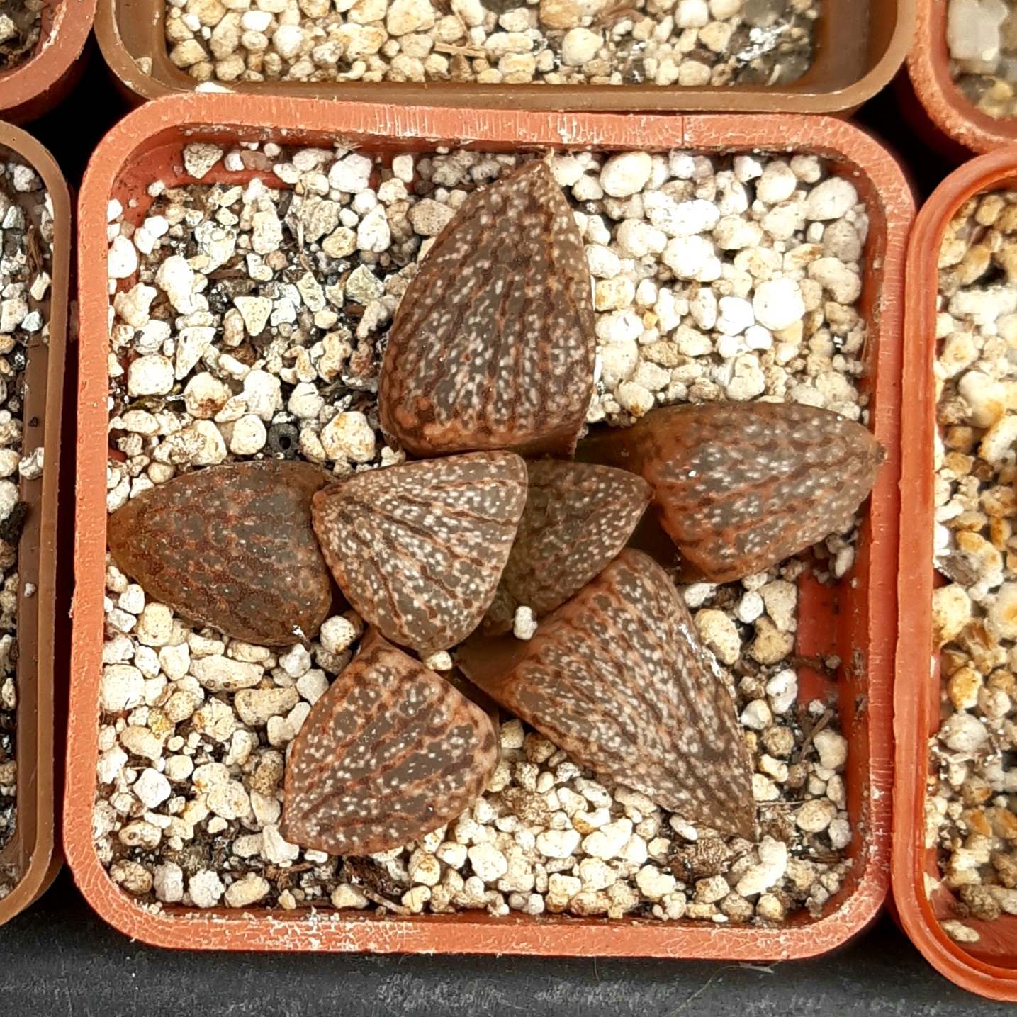 Haworthia picta Japan clone