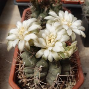 Gymnocalycium delaetii