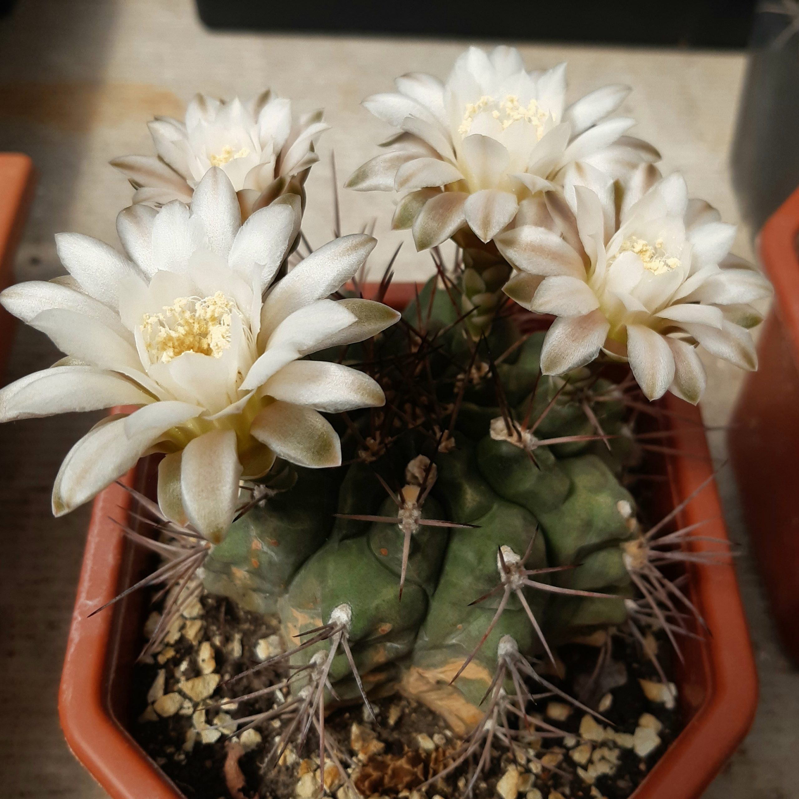 Gymnocalycium delaetii