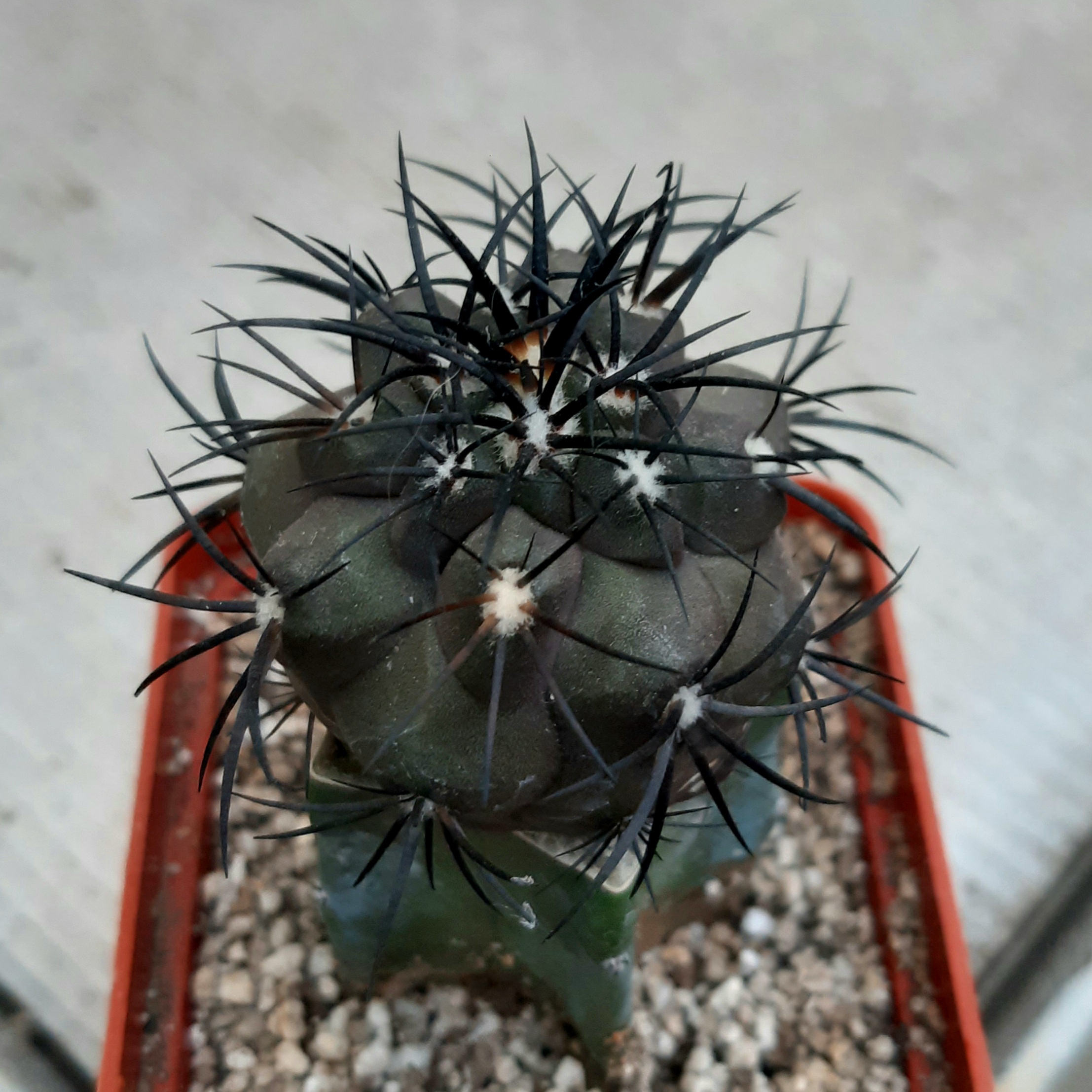Copiapoa griseoviolacea JN1273, Hacienda Nicolasa