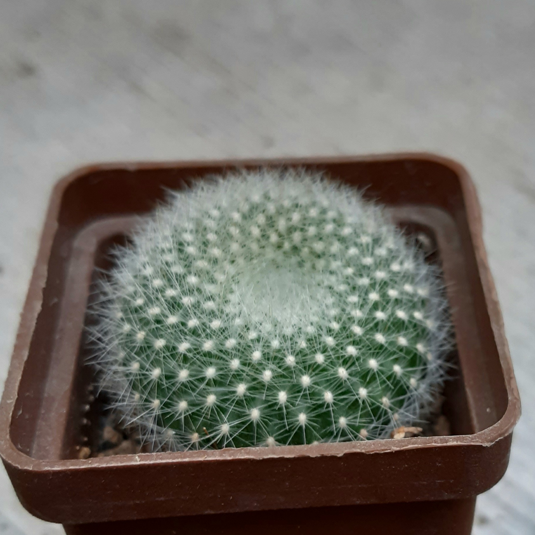 Brasilicactus haselbergii