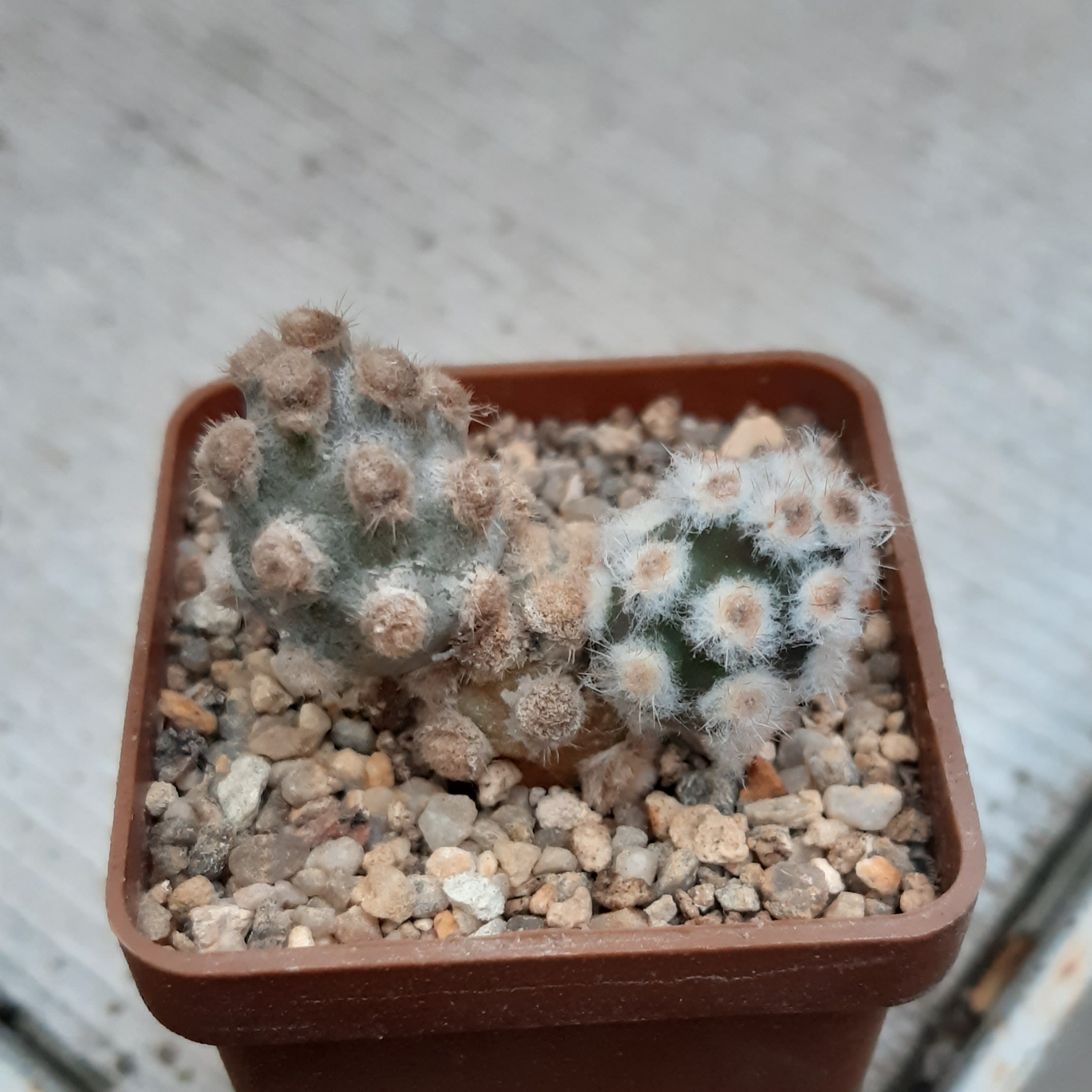 Tephrocactus molinensis