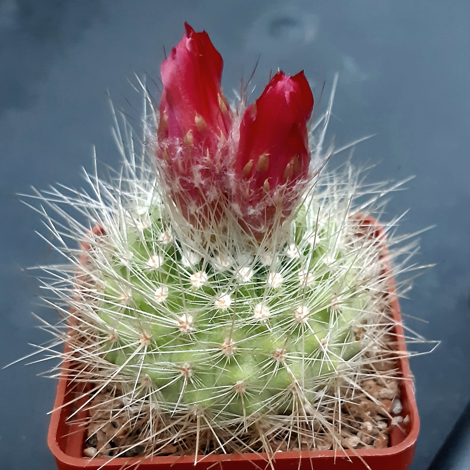 Parodia penicilata 'nivosa'