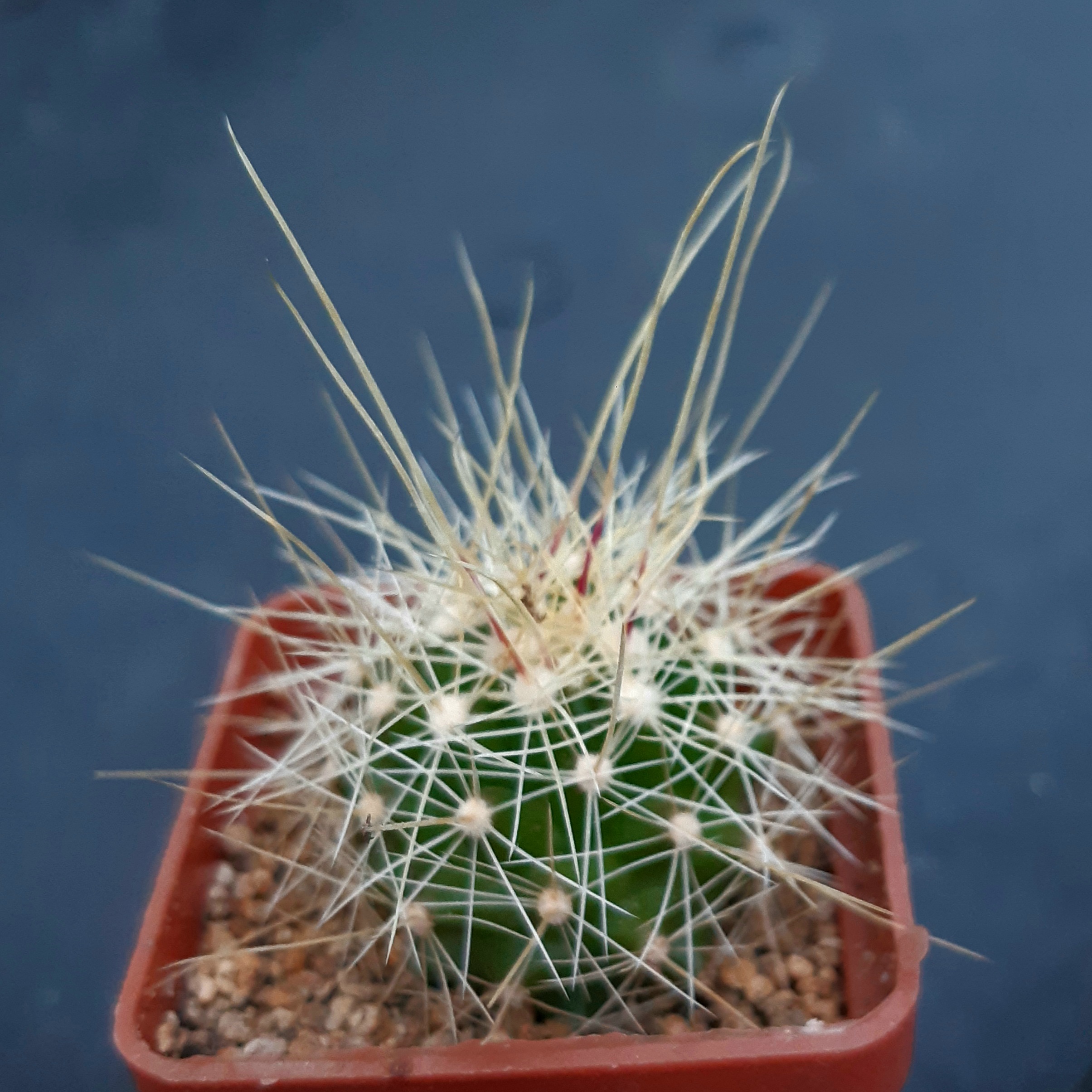 Ferocactus haematacanthus El Amparo (yellow spines)