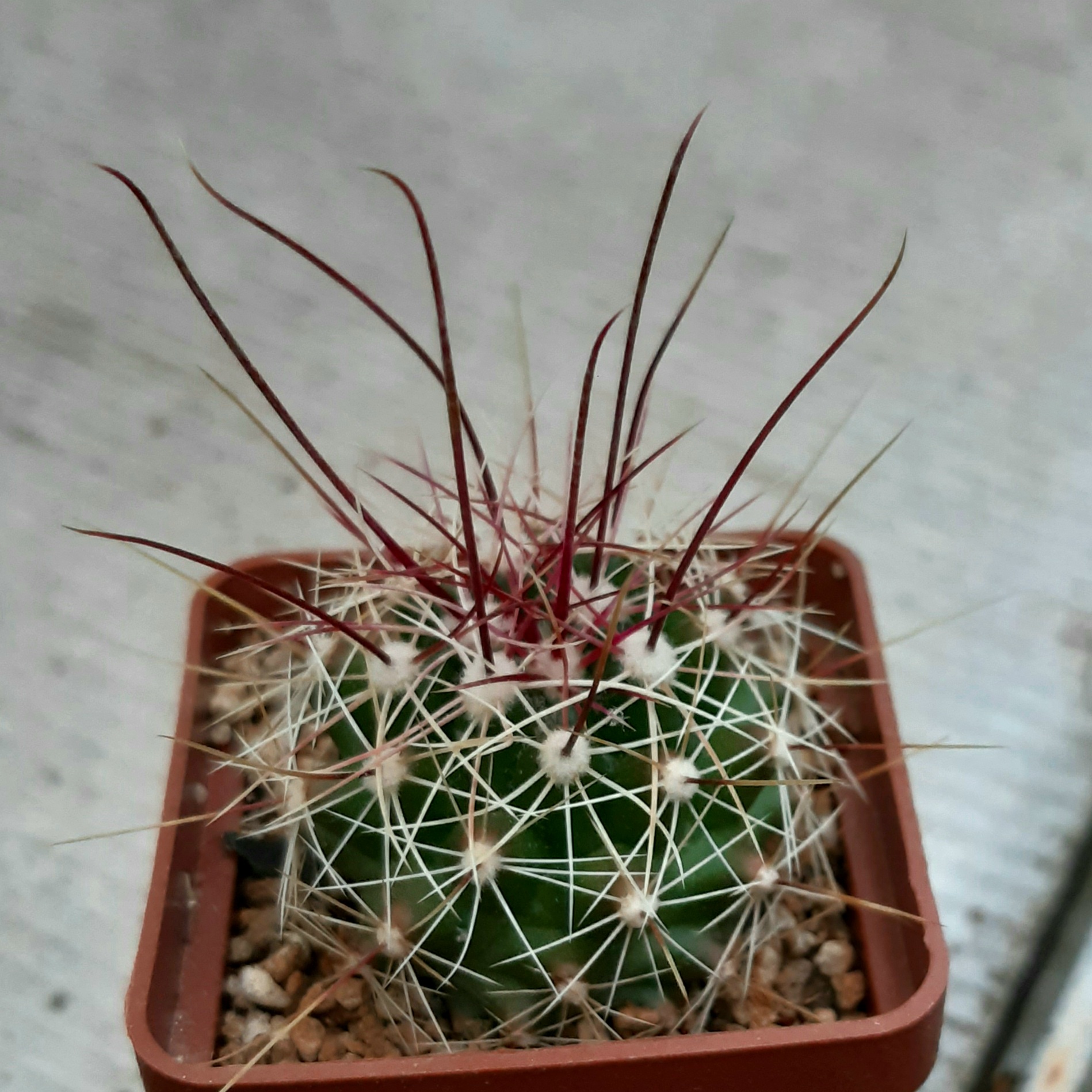 Ferocactus haematacanthus El Amparo (red spines)