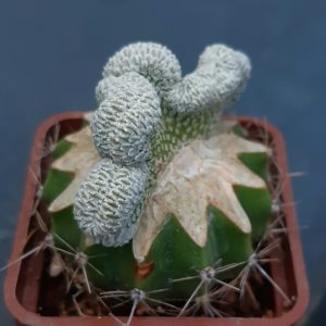 Pelecyphora aselliformis cristata