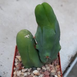 Trichocereus bridgesi monstrosa