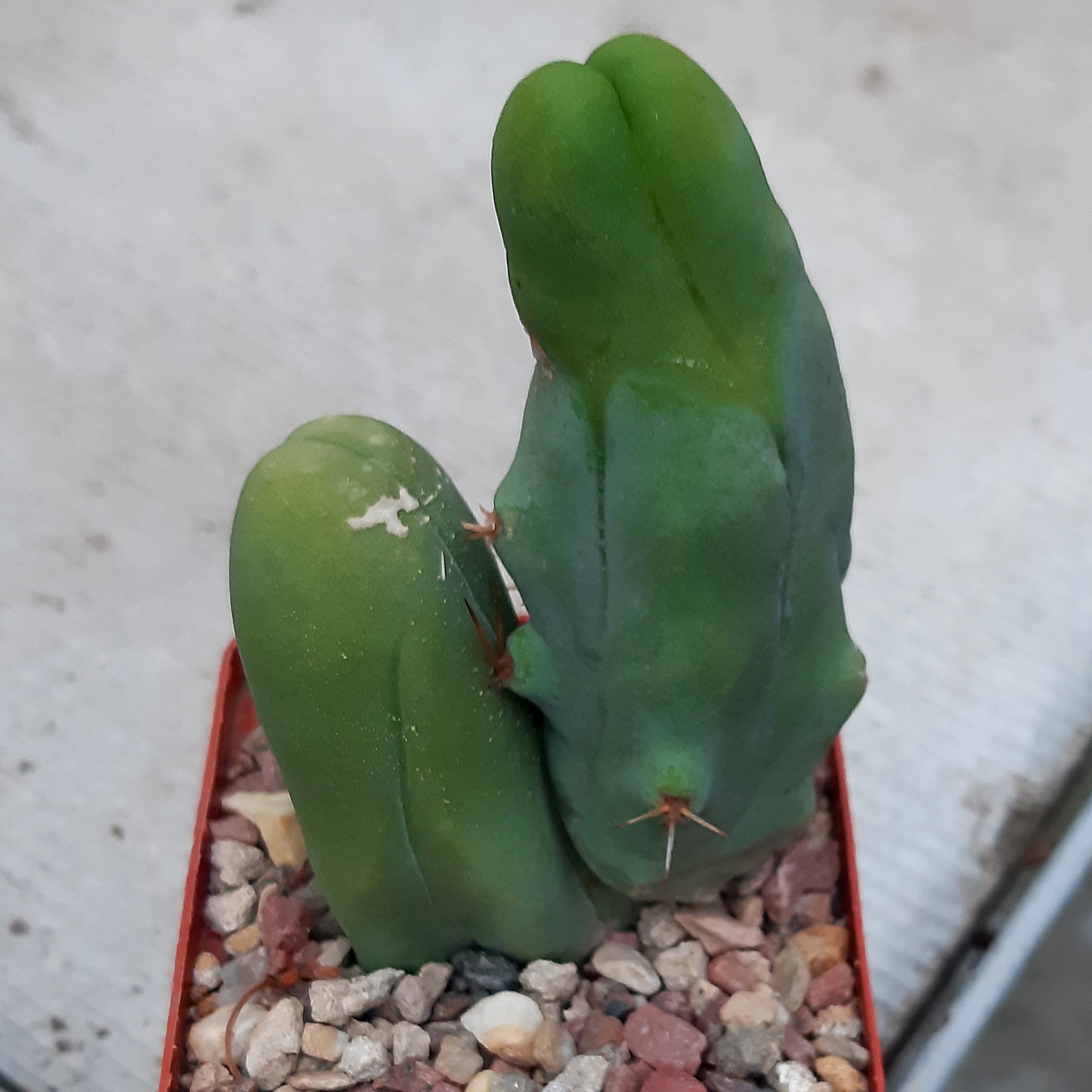 Trichocereus bridgesi monstrosa