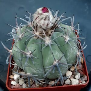 Echinocactus horizonthalonius KMR21 Huizache, SLP, 900m