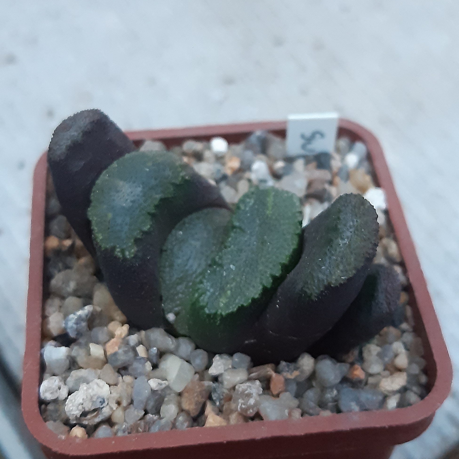 Haworthia truncata 'Super Green'