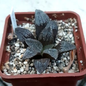Haworthia 'Yumedono'