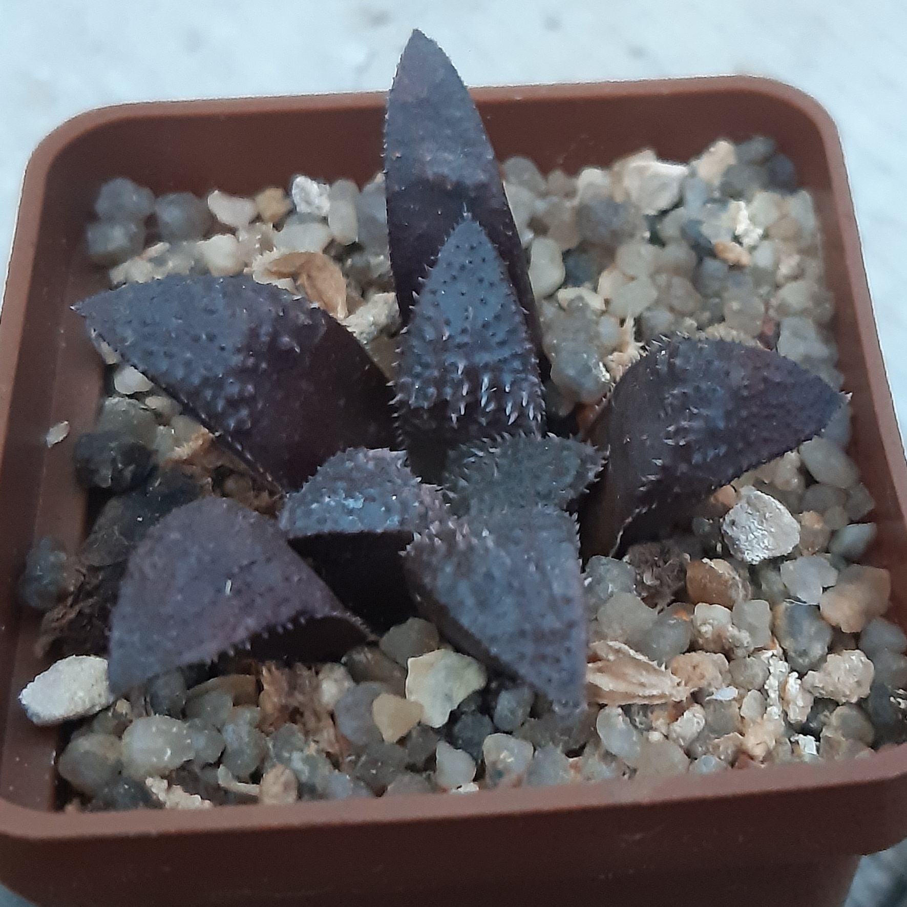 Haworthia 'Yumedono' hybr