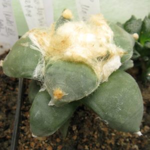 Ariocarpus furfuraceus #1