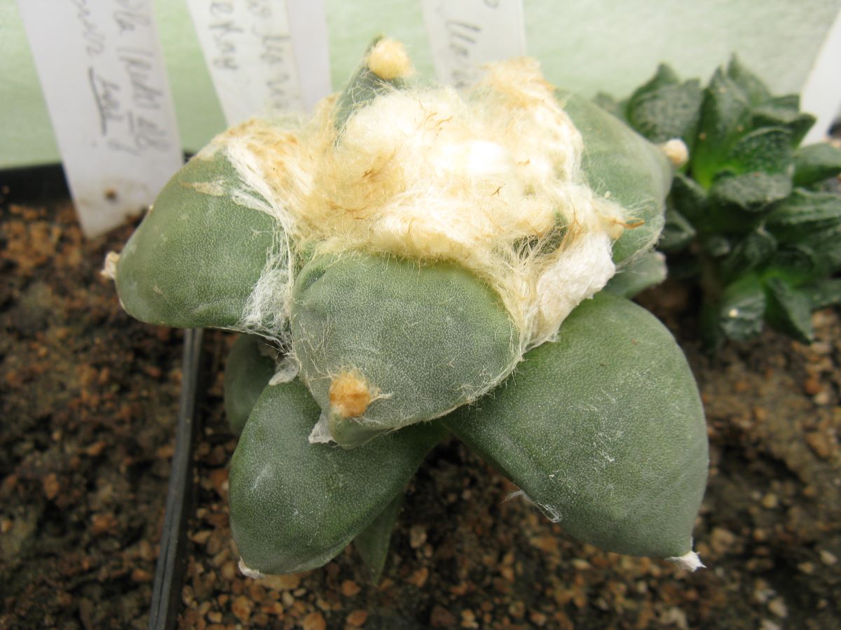 Ariocarpus furfuraceus #1
