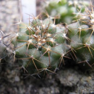Copiapoa calderana v spinosior MG
