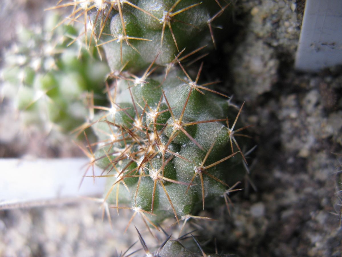 Copiapoa calderana v spinosior MG