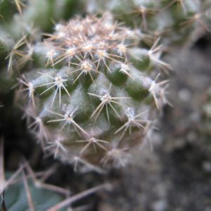 Copiapoa esmeraldana AW237