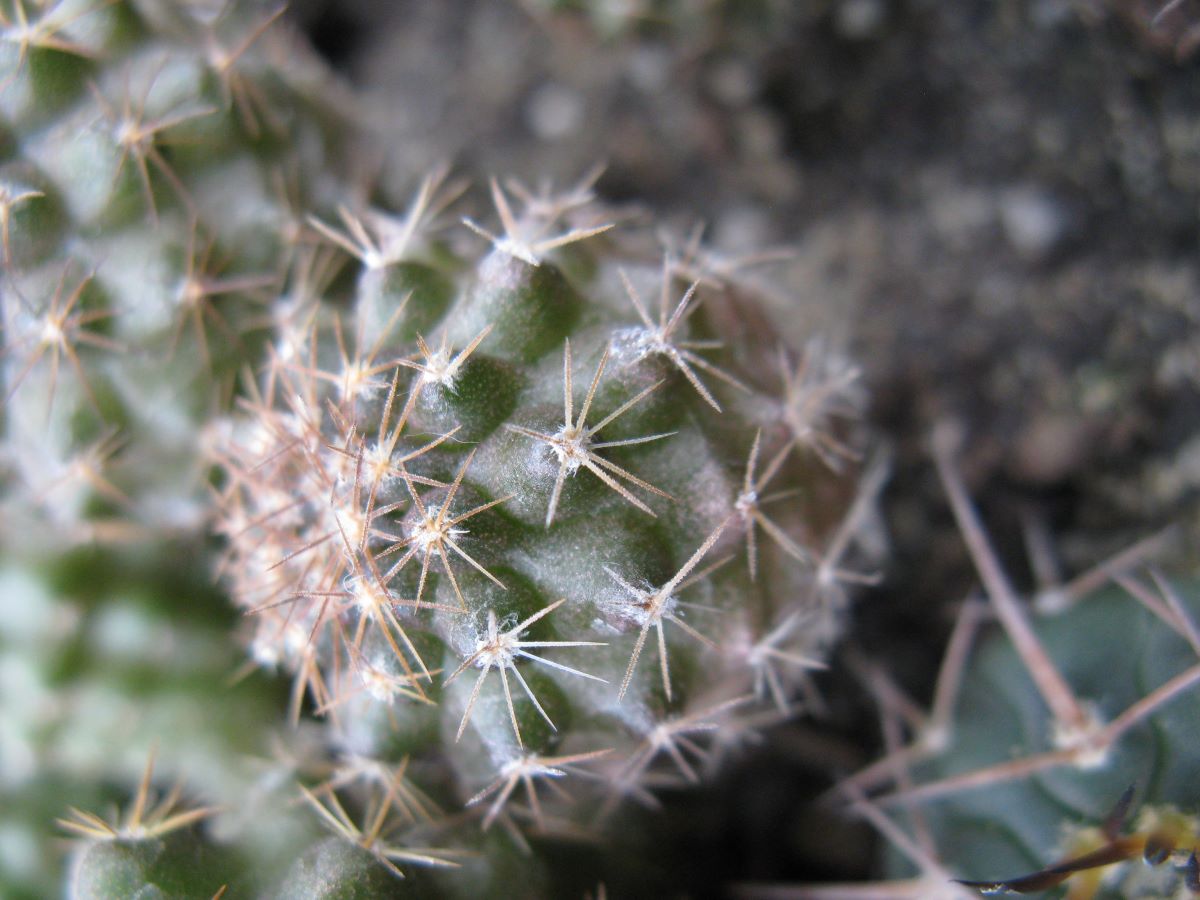 Copiapoa esmeraldana AW237