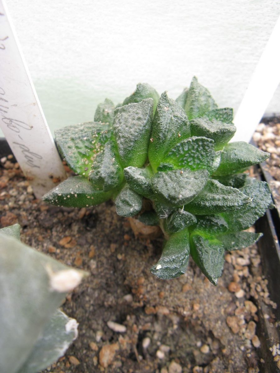 Ariocarpus fissuratus