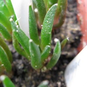 Ariocarpus fissuratus v hinthonii MS366.33