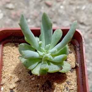 Echeveria Cooks Pride