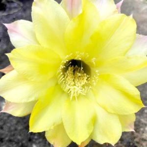 3 - Echinopsis hybrids -