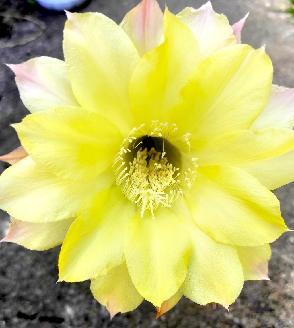 3 - Echinopsis hybrids -