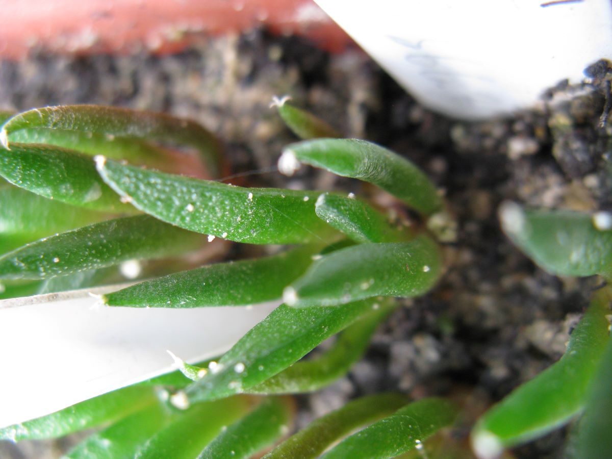 Ariocarpus fissuratus v hinthonii MS366.33