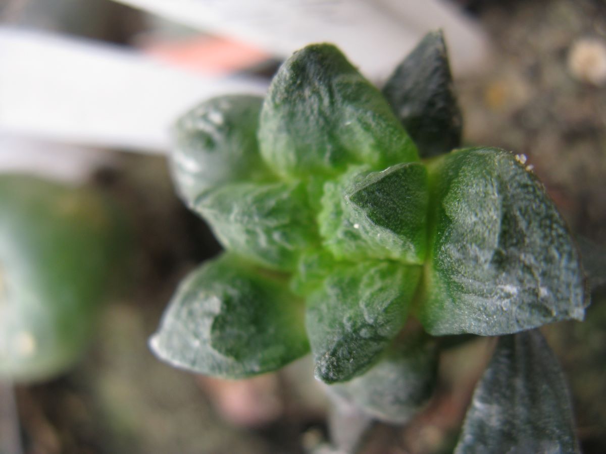 Ariocarpus intermedius hybr
