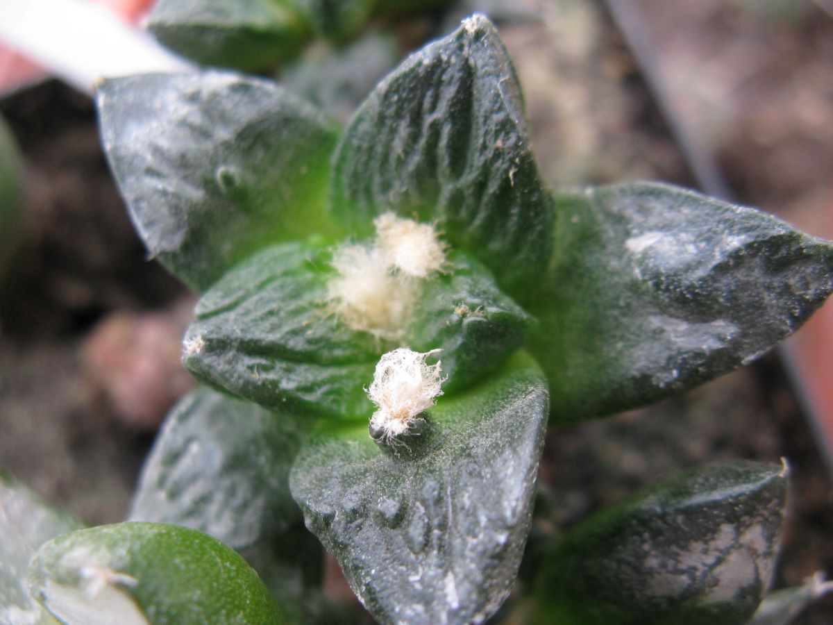 Ariocarpus intermedius hybr