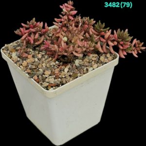 Crassula humbertii (exotic dwarf) – S. Africa (8x8)-3482(79)