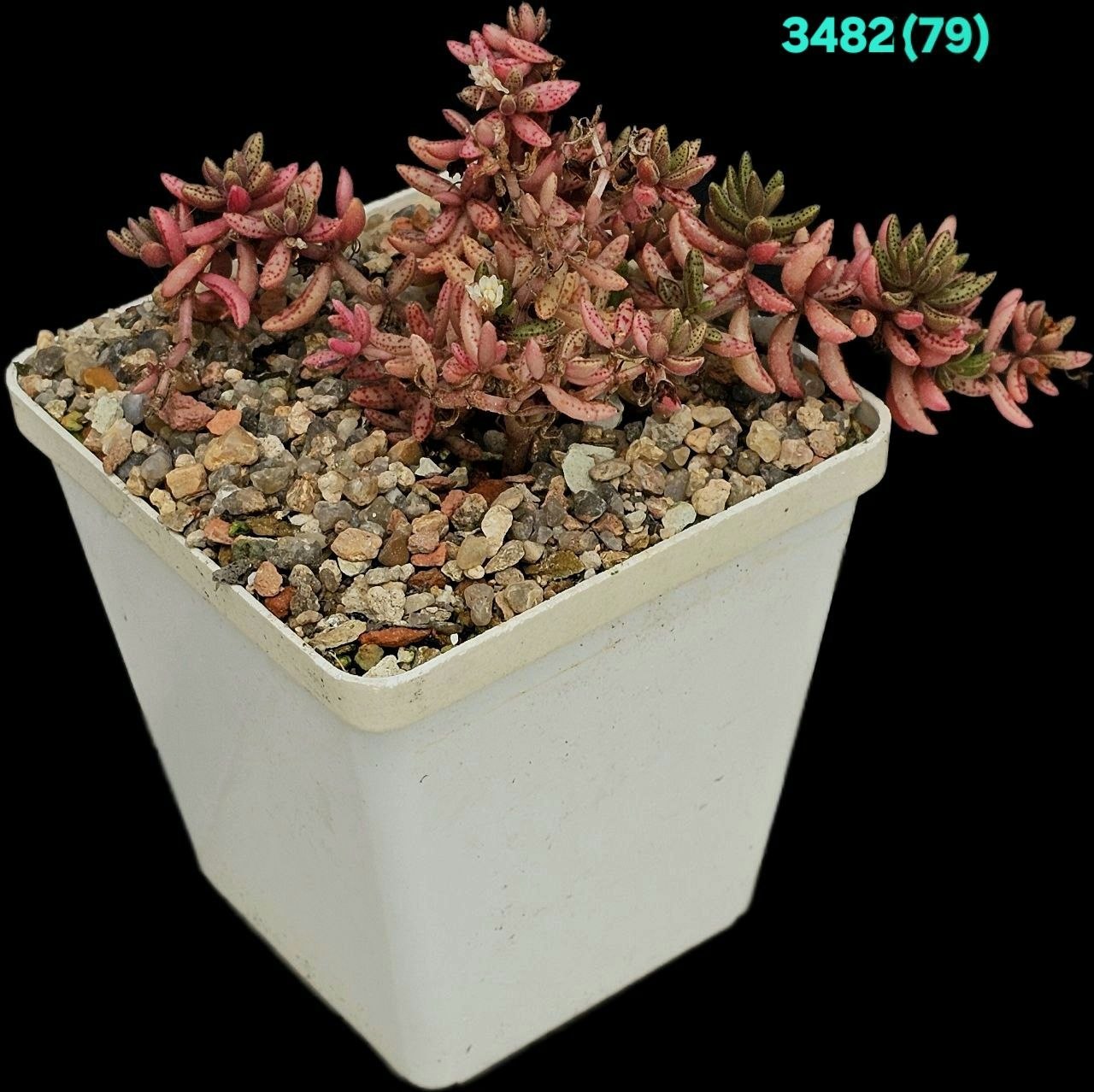 Crassula humbertii (exotic dwarf) – S. Africa (8x8)-3482(79)