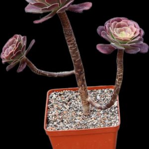 Aeonium `Garnet` (`Irish Eyes`) ( H pl.=24)-3484(268)
