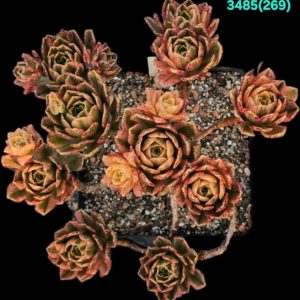 Aeonium `Bronze Medal` fa. variegata (D pl.=21, H pl.=16)-  3485(269)