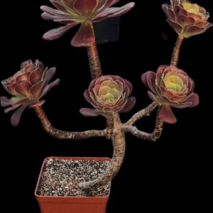 Aeonium `Cyclops` (D pl.=34, H pl.=40)-3486(242)
