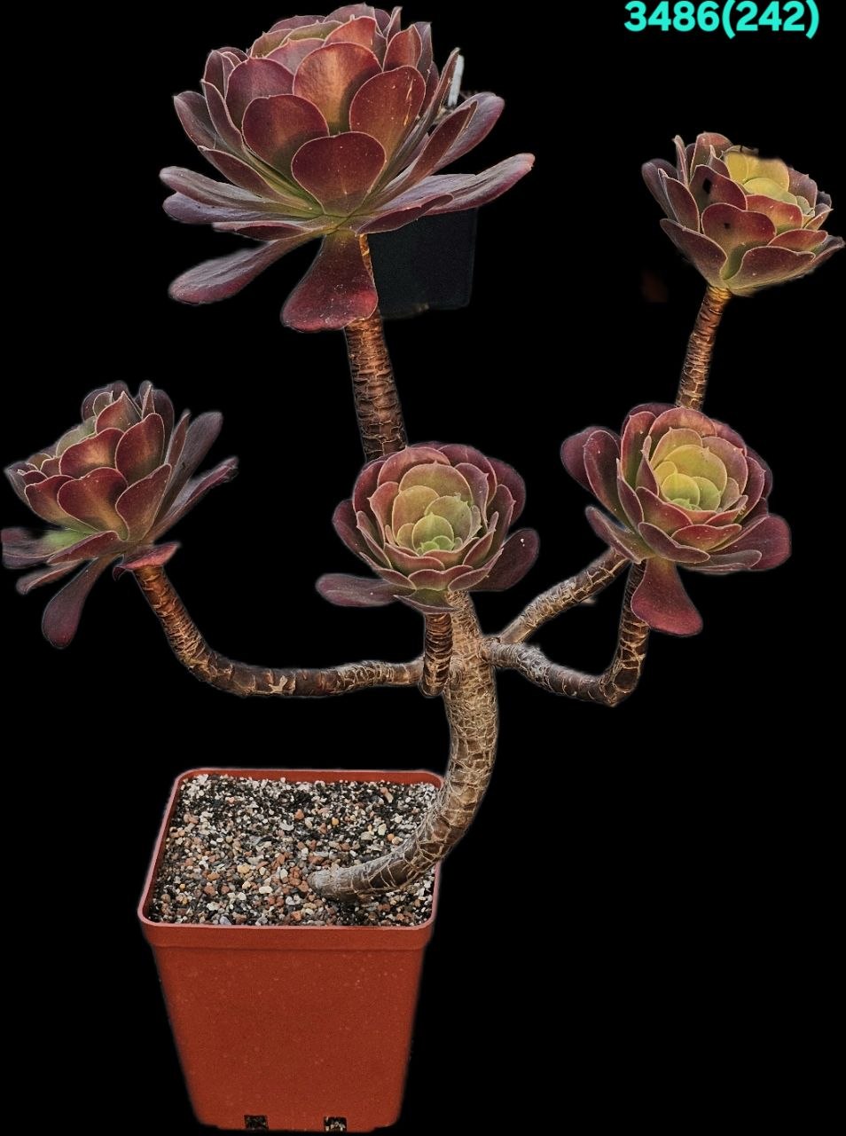 Aeonium `Cyclops` (D pl.=34, H pl.=40)-3486(242)