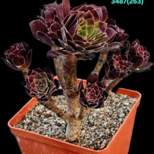 Aeonium 'Toffee Apple' (H pl.=18)-3487(263)