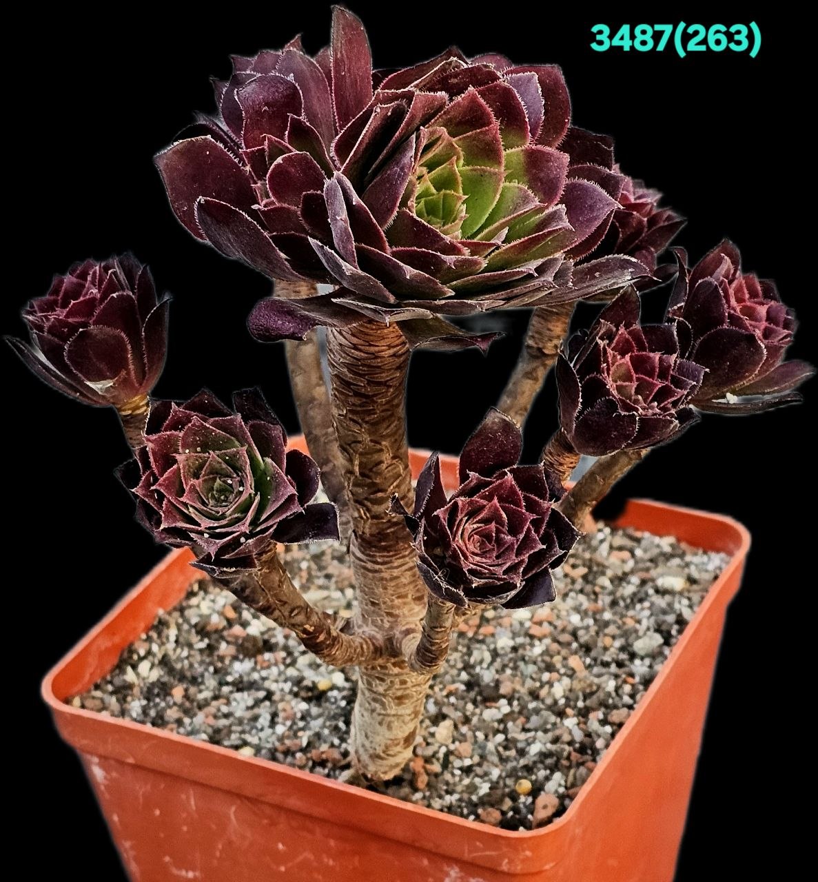 Aeonium 'Toffee Apple' (H pl.=18)-3487(263)
