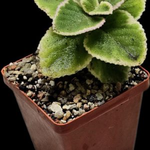 Plectranthus amboinicus fa. variegate (7x7)-3488(390)