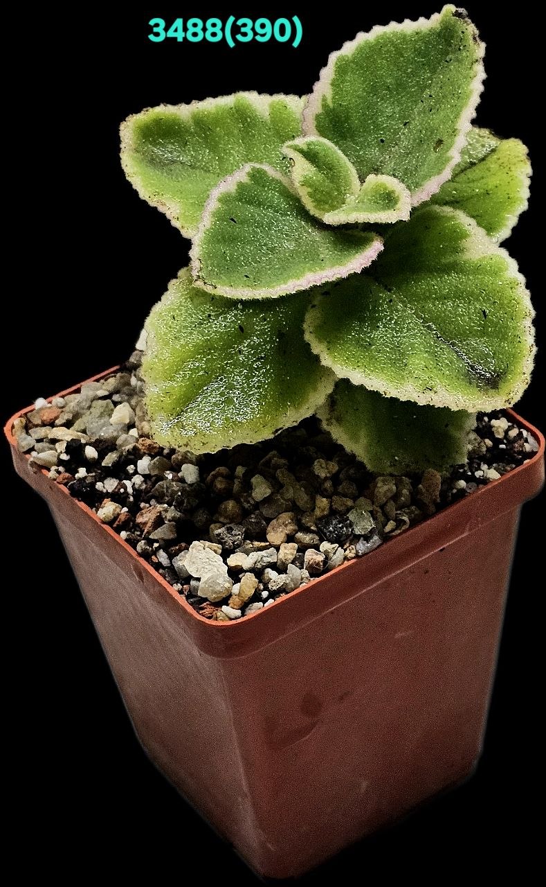 Plectranthus amboinicus fa. variegate (7x7)-3488(390)