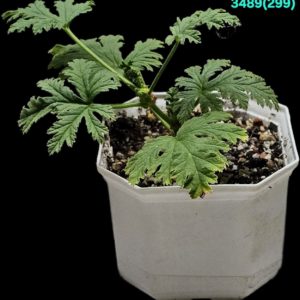 Pelargonium `Mons Ninon` (fragrant!) (запашна!) (8x8)-  3489(299)