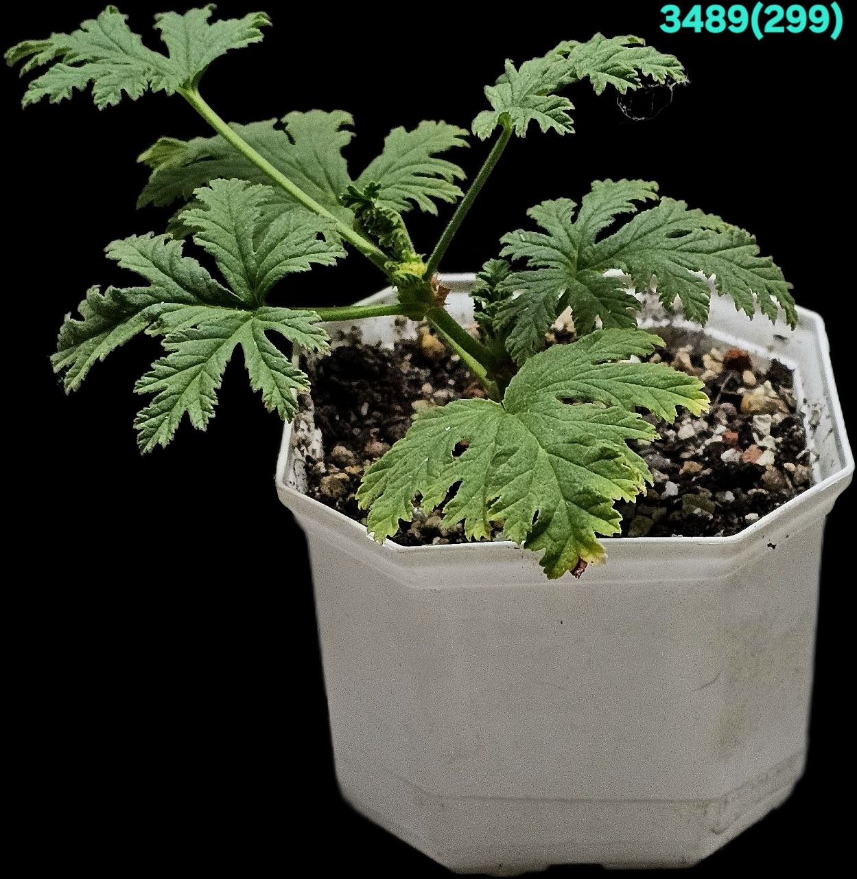 Pelargonium `Mons Ninon` (fragrant!) (запашна!) (8x8)-  3489(299)
